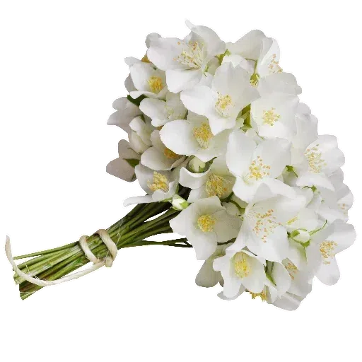White Flowers @ykinanah - Sticker 2