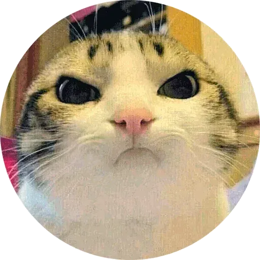 Real Cat meme 2 - Sticker 3